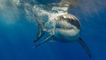 A great white shark swimming in the ocean, looking at the camera.