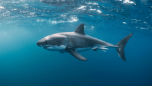 A great white shark swimming in the ocean.