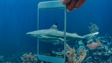 A graphic designed image of a shark swimming in the ocean, with an iPhone overlayed on top.