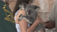 A tourist holding a koala.