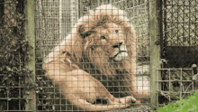 Mannie the lion waiting to be released to a sanctuary.