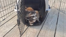 Baby raccoons together in a companion animal crate.