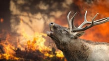 A wild elk in the midst of a wildfire in a forest.