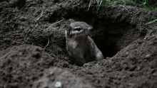A chipmunk in a dirt hole in the ground.