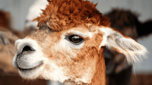 A close-up of an alpaca.