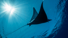 A large manta ray swimming through the ocean.