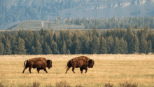 Two bison walking on the prairie.