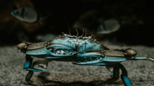 A blue crab in the ocean, positioned towards the camera.