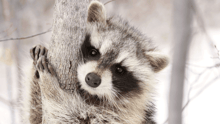 A raccoon clinging to a snowy winter branch.