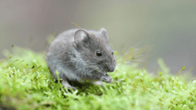 A grey mouse grazing on some greens in the wild.