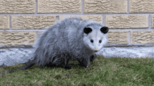 An opossum near a residence standing on the grass outside, with a brick wall behind them.