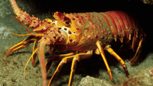A lobster underwater in the ocean.