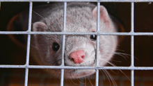 Mink in a cage.