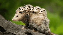 Mother Opossum Climbing a Log With Several Baby Opossums Riding on Her Back.