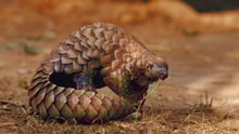 A pangolin out in the wild.