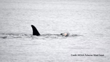Tahlequah the orca carrying her dead calf in the sea.