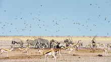 Wild animals in the desert, including birds, giraffes, and zebras.