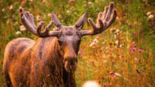 A moose in the wild amongst flowers.