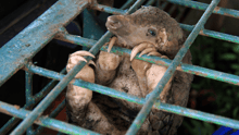 A pangolin in a cage, gripping on the bars of the cage.