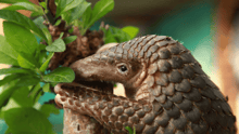 Amba the pangolin resting on a branch.