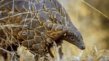 A pangolin in the grasses in the wild.
