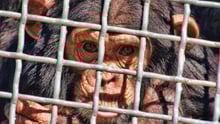A chimp in a cage looking at the camera.