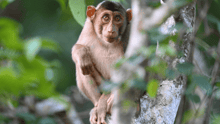 A macaque resting on a tree branch in the wild.