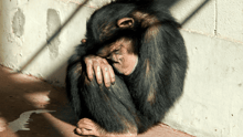 A sad chimp in a zoo, hunched over and depressed.