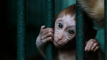 A sad monkey in a cage.