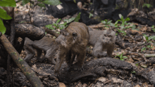 Dancing monkeys first steps in the wild after release.