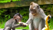 Monkey giving another monkey a banana.