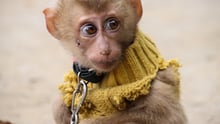Monkey with a collar chain around his neck.