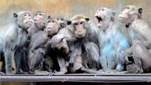 Monkeys huddled together in captivity.
