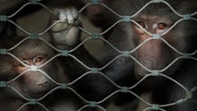 Monkeys in cage sad.