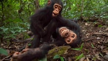 Two chimps playing happily in the forest.