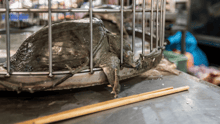 A turtle in a cage in a wet market in Vietnam.