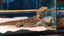 Bearded dragon in cage.