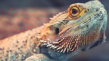 Bearded dragon looking at the camera.