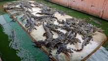 Alligators being farmed.