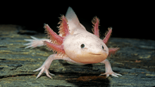A white and pink axolotl.
