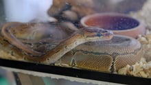 Snake in cage.