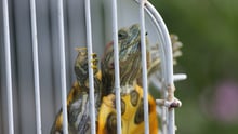 Red-eared slider turtle in a cage.
