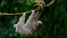 A sloth hanging on a branch in the jungle of Costa Rica.