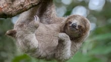 Sloth hanging from a tree branch.