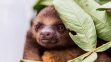 A close-up of a sloth resting next to some leaves.