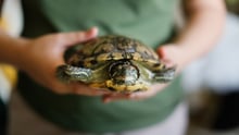 A child holding a red-eared slider turtle.