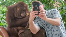 A man taking a photo with an orangutan in Bali, Indonesia.
