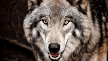 A close-up of a grey wolf with their mouth slightly ajar.