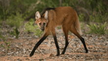 A maned wolf walking in the wild.