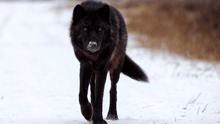 A black wolf walking through the snow in the wild.